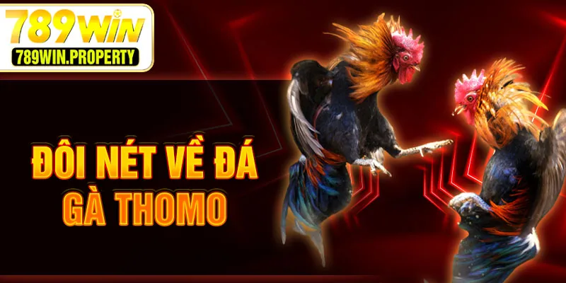 Đôi nét về đá gà thomo